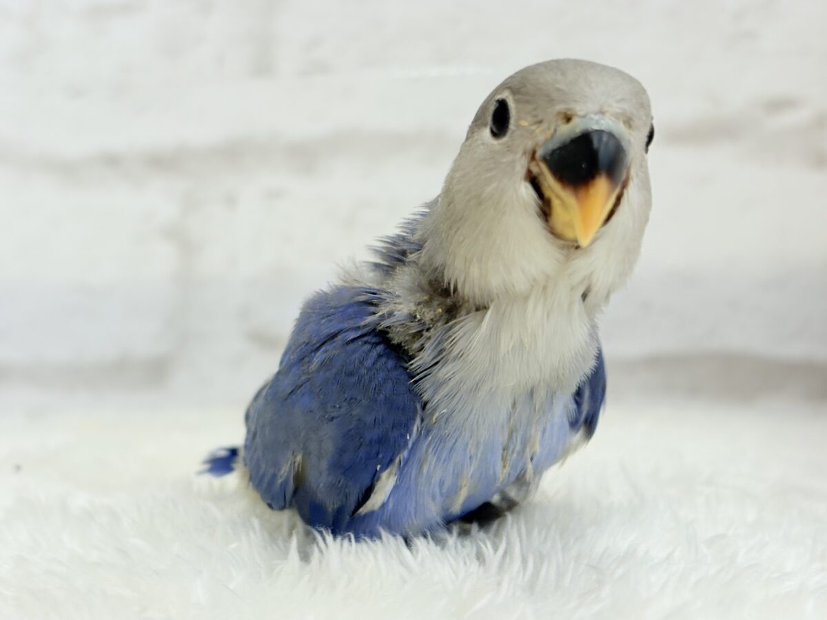 コザクラインコ（小桜インコ）