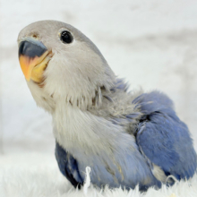【最新画像更新🪄】青み強め💙✨ピカピカきらきら人気者🐣コザクラインコ(バイオレット) ヒナ