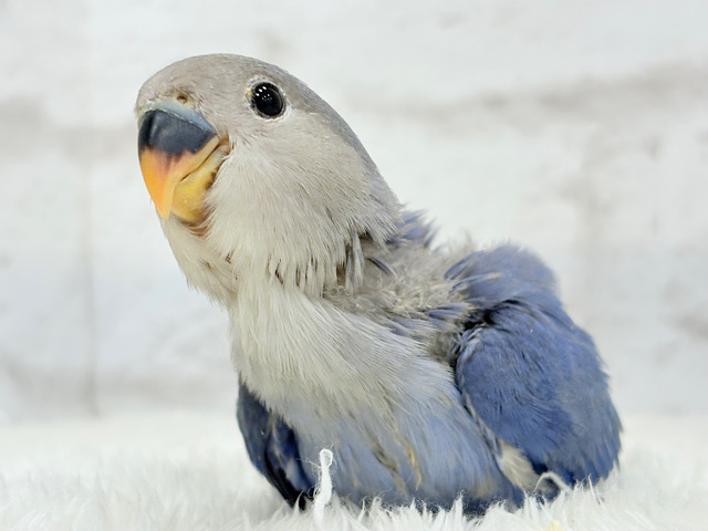 【最新画像更新🪄】青み強め💙✨ピカピカきらきら人気者🐣コザクラインコ(バイオレット) ヒナ