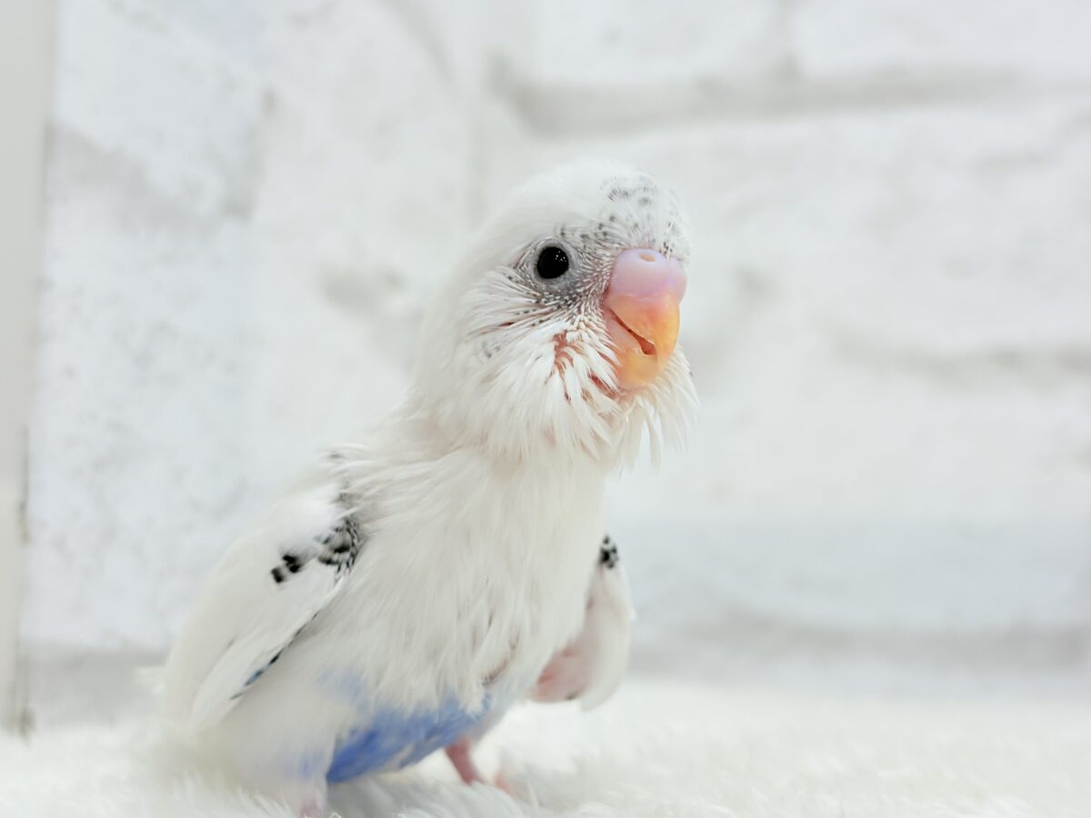 【最新画像更新🪄】ぽっち少なめ☆あお多め☆セキセイインコ(白ハルクイン) ヒナ セキセイインコ