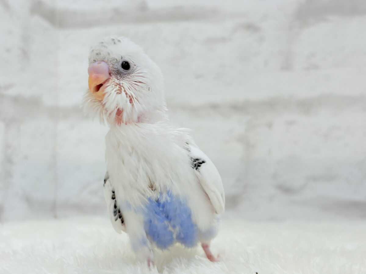 【最新画像更新🪄】ぽっち少なめ☆あお多め☆セキセイインコ(白ハルクイン) ヒナ セキセイインコ