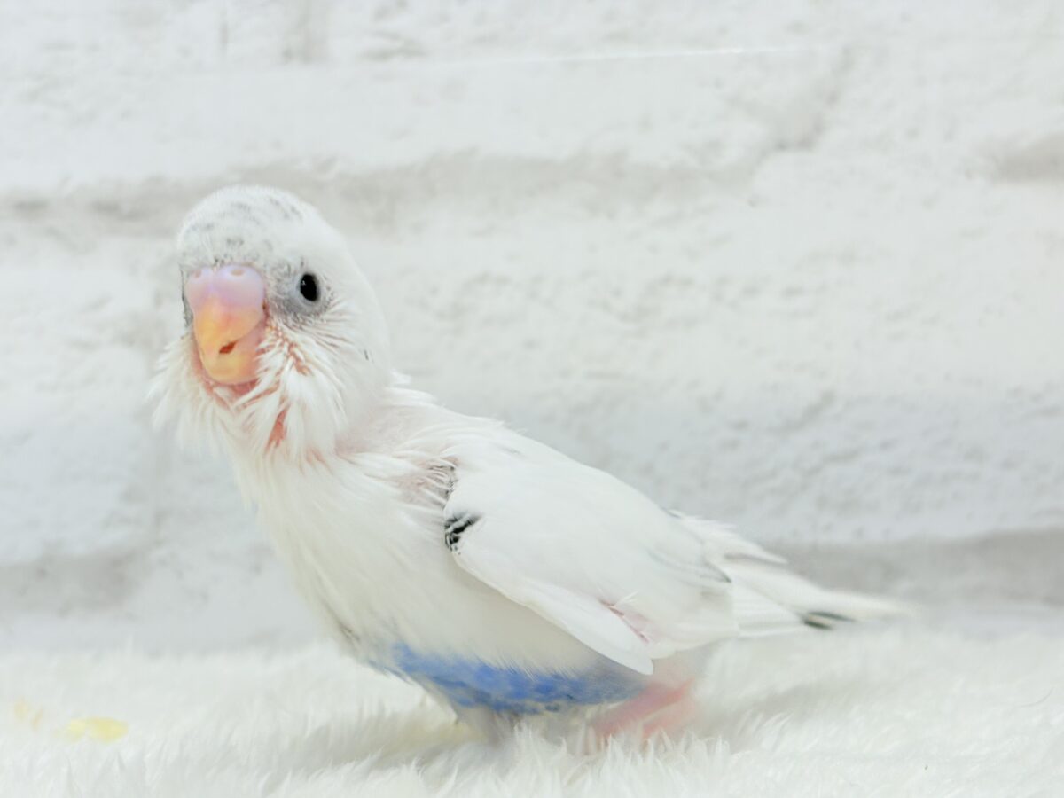 【最新画像更新🪄】ぽっち少なめ☆あお多め☆セキセイインコ(白ハルクイン) ヒナ セキセイインコ