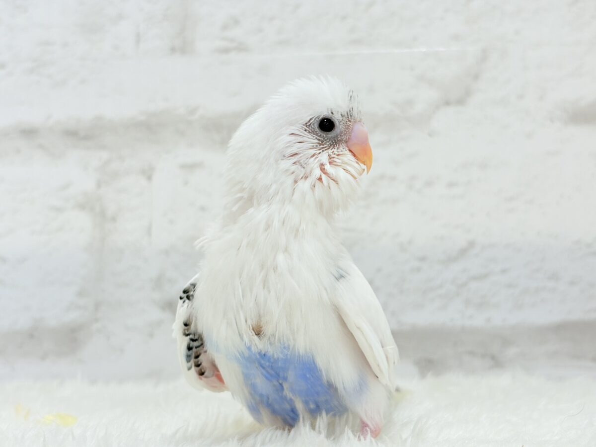 【最新画像更新🪄】ぽっち少なめ☆あお多め☆セキセイインコ(白ハルクイン) ヒナ セキセイインコ