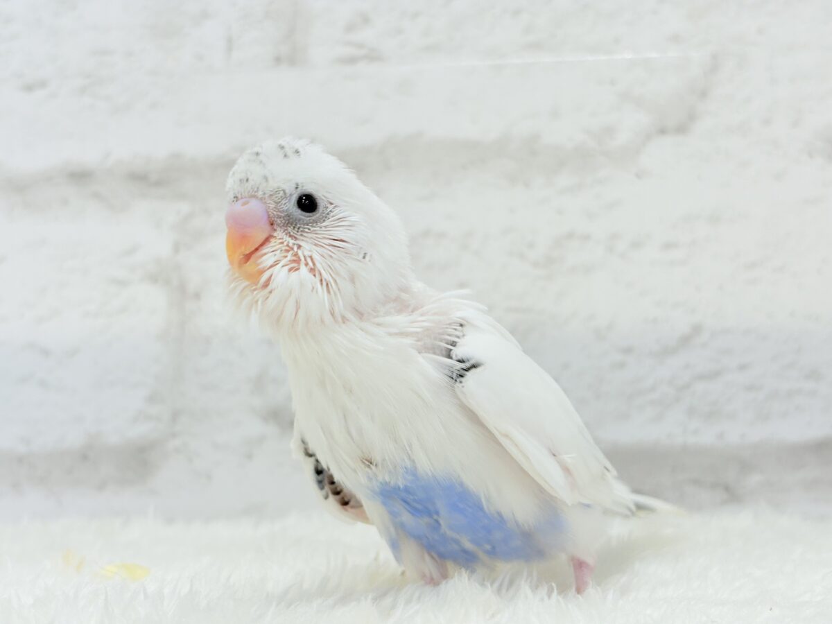 【最新画像更新🪄】ぽっち少なめ☆あお多め☆セキセイインコ(白ハルクイン) ヒナ セキセイインコ