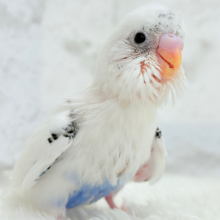【最新画像更新🪄】ぽっち少なめ‪☆あお多め‪☆セキセイインコ(白ハルクイン) ヒナ