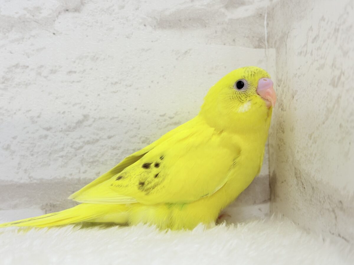 【最新画像更新🪄】ベビーフェイスたまごちゃん🐣💛セキセイインコ(黄色ハルクイン) ヒナ セキセイインコ