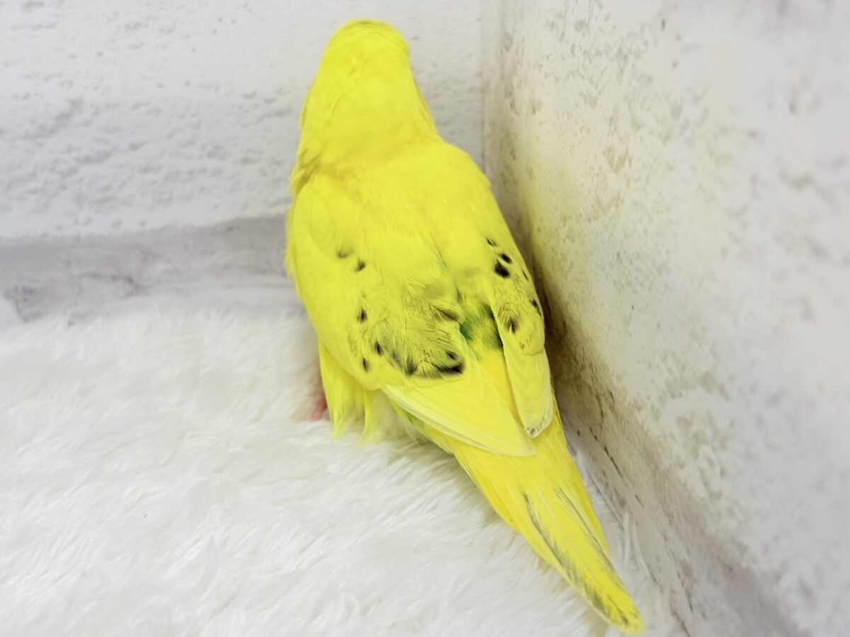 【最新画像更新🪄】ベビーフェイスたまごちゃん🐣💛セキセイインコ(黄色ハルクイン) ヒナ セキセイインコ
