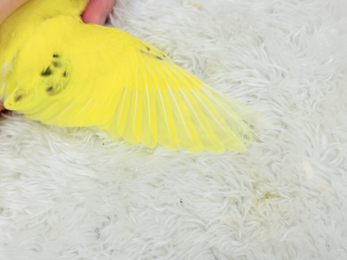 【最新画像更新🪄】ベビーフェイスたまごちゃん🐣💛セキセイインコ(黄色ハルクイン) ヒナ セキセイインコ