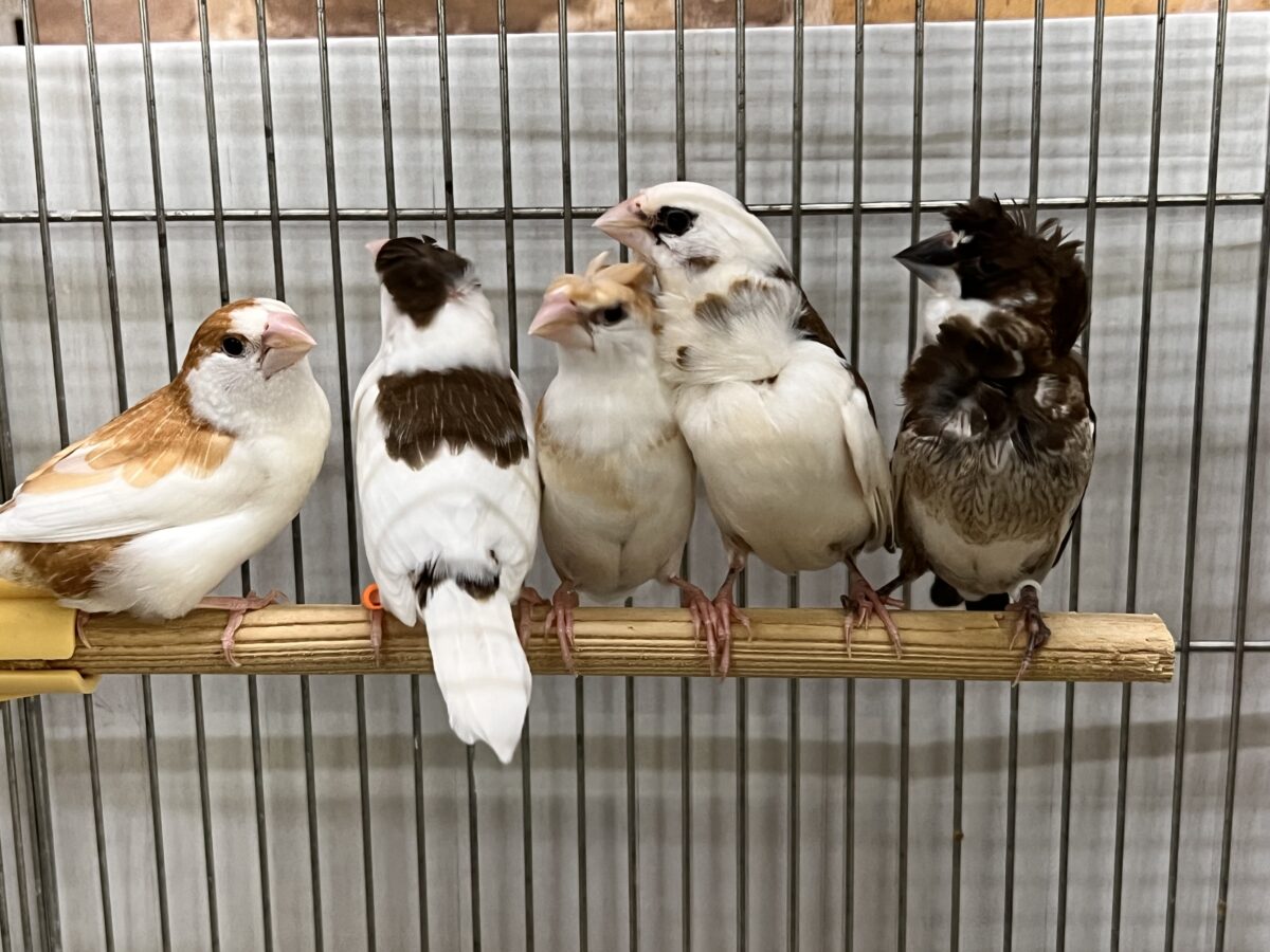 新たに仲間入り!!個性あふれる芸物十姉妹〜!!✨ 芸物ジュウシマツ