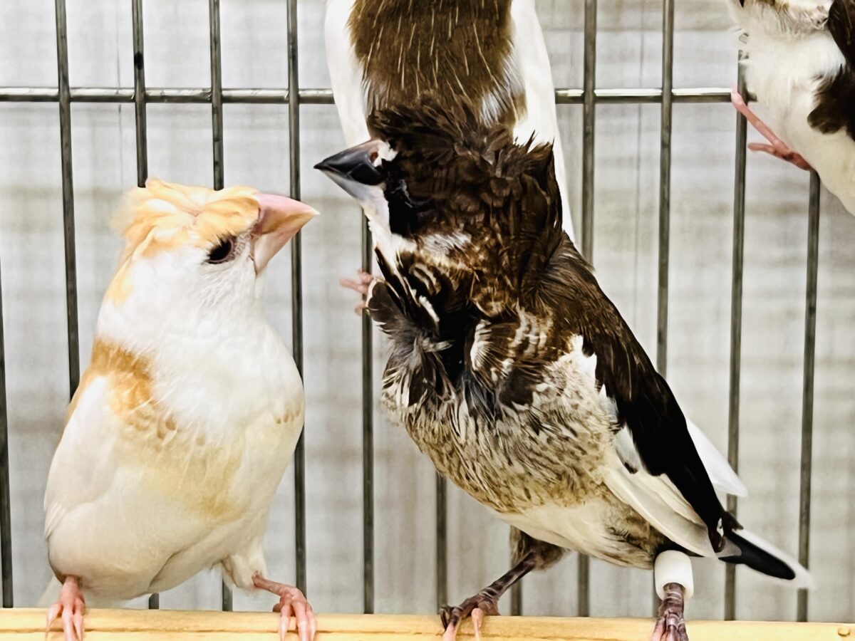 新たに仲間入り!!個性あふれる芸物十姉妹〜!!✨ 芸物ジュウシマツ