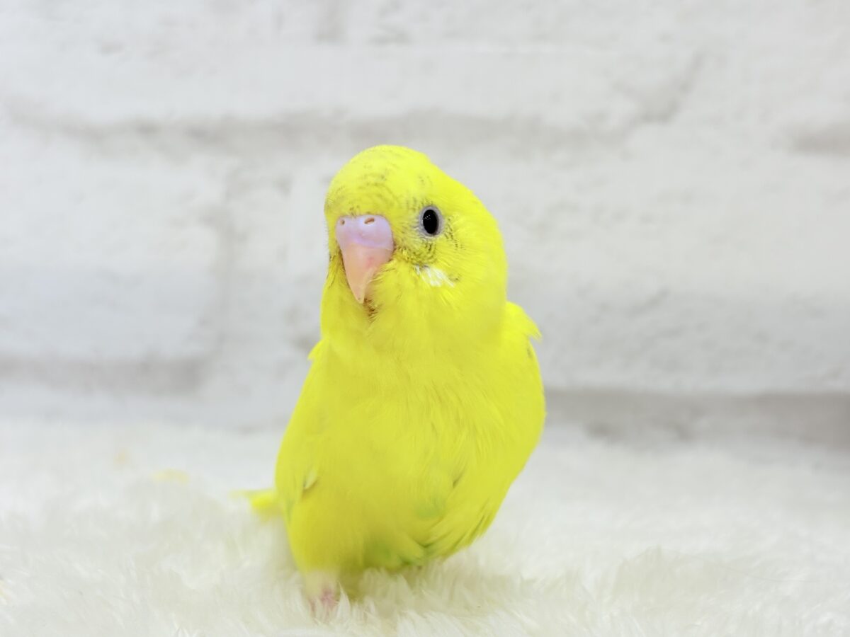 【最新画像更新🪄】ベビーフェイスたまごちゃん🐣💛セキセイインコ(黄色ハルクイン) ヒナ セキセイインコ