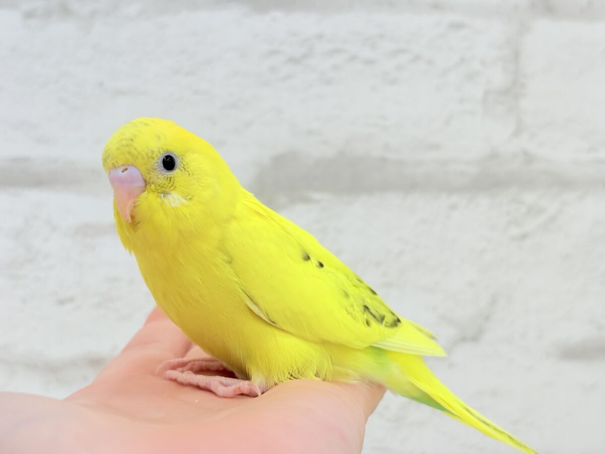 【最新画像更新🪄】ベビーフェイスたまごちゃん🐣💛セキセイインコ(黄色ハルクイン) ヒナ セキセイインコ