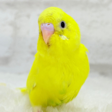 【最新画像更新🪄】ベビーフェイスたまごちゃん🐣💛セキセイインコ(黄色ハルクイン) ヒナ