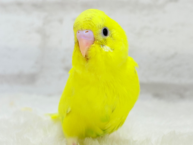 【最新画像更新🪄】ベビーフェイスたまごちゃん🐣💛セキセイインコ(黄色ハルクイン) ヒナ