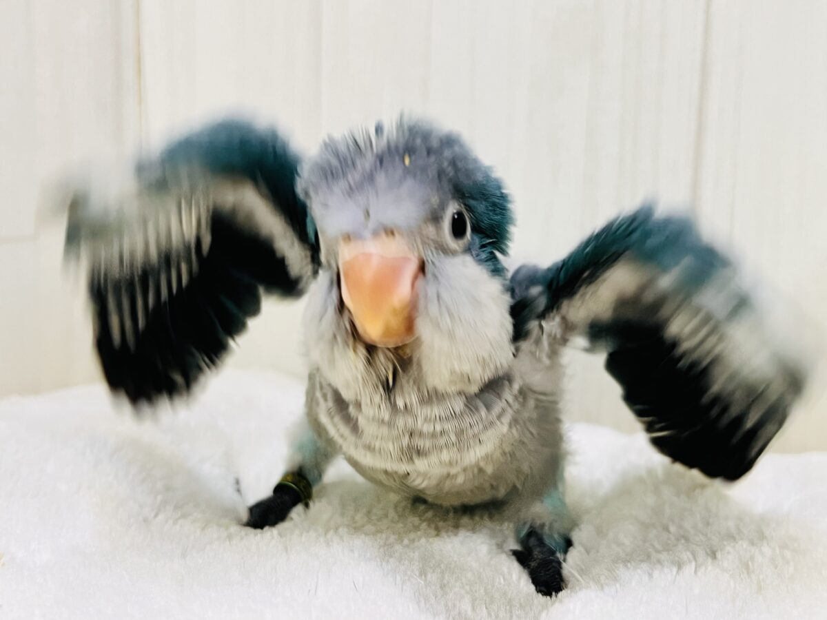 最新画像更新✨誰か止めて〜‼︎‼︎💙パタパタわきわき🎶オキナインコのブルー✨✨ オキナインコ