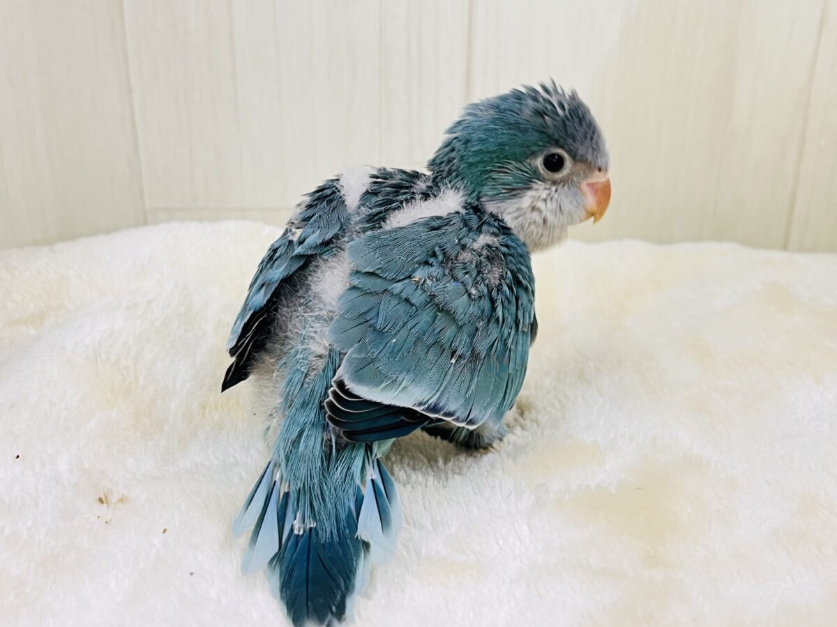 最新画像更新✨誰か止めて〜‼︎‼︎💙パタパタわきわき🎶オキナインコのブルー✨✨ オキナインコ