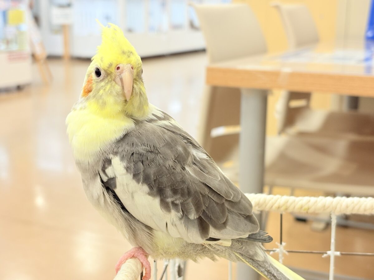 むちっと体型🐥存在感たっぷりです♥オカメインコ(パイド) オカメインコ