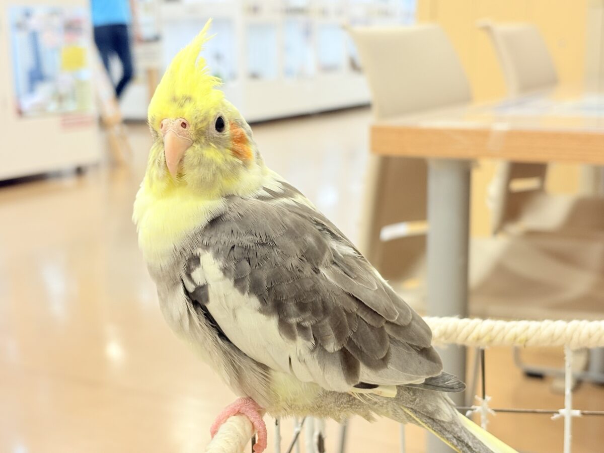 オカメインコ