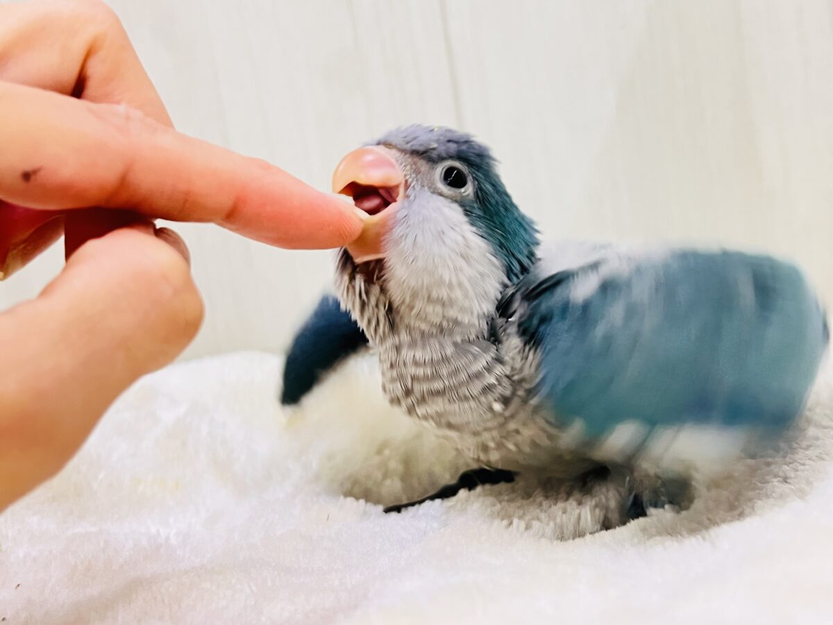 最新画像更新✨誰か止めて〜‼︎‼︎💙パタパタわきわき🎶オキナインコのブルー✨✨ オキナインコ
