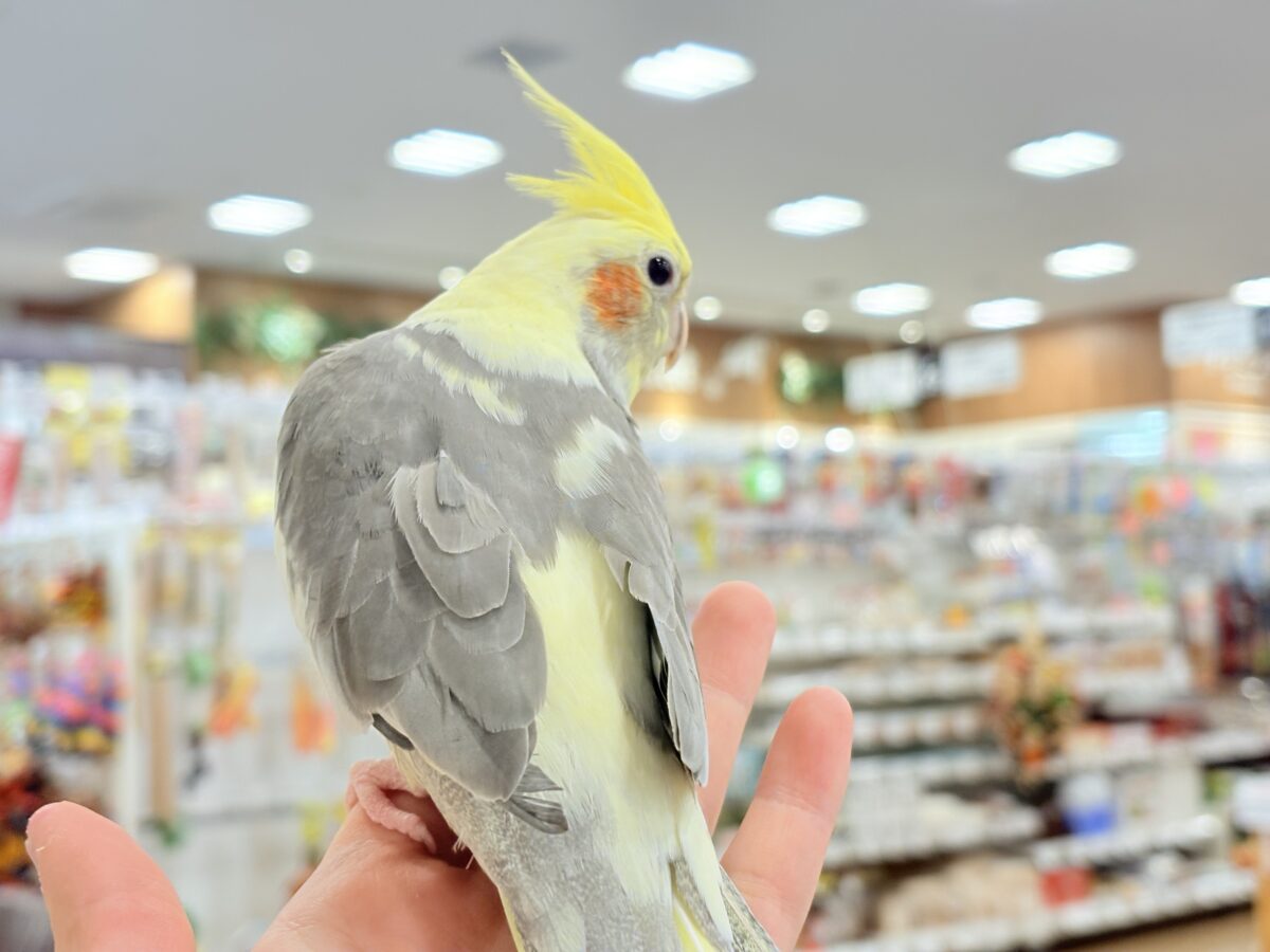 オカメインコ
