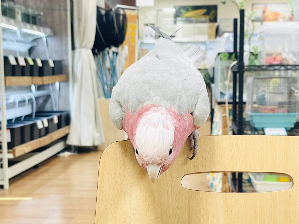 【最新画像】やってきました❣️ピンクの鳥さん💕モモイロインコ(男の子) モモイロインコ