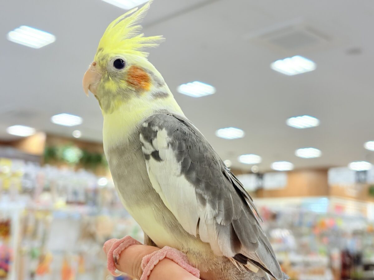 むちっと体型🐥存在感たっぷりです♥オカメインコ(パイド) オカメインコ