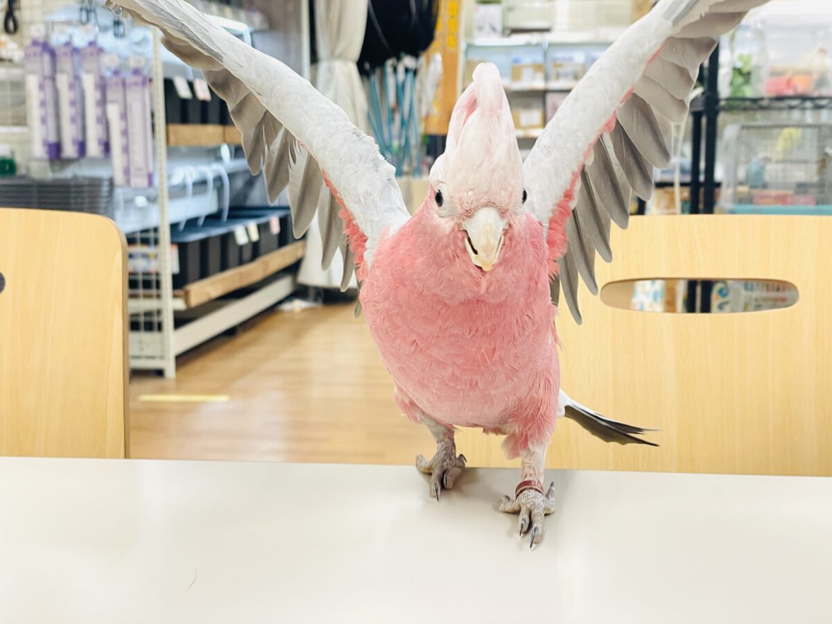 【最新画像】やってきました❣️ピンクの鳥さん💕モモイロインコ(男の子) モモイロインコ