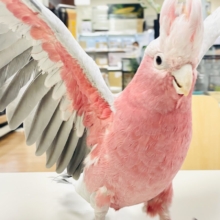 【最新画像】やってきました❣️ピンクの鳥さん💕モモイロインコ（男の子）
