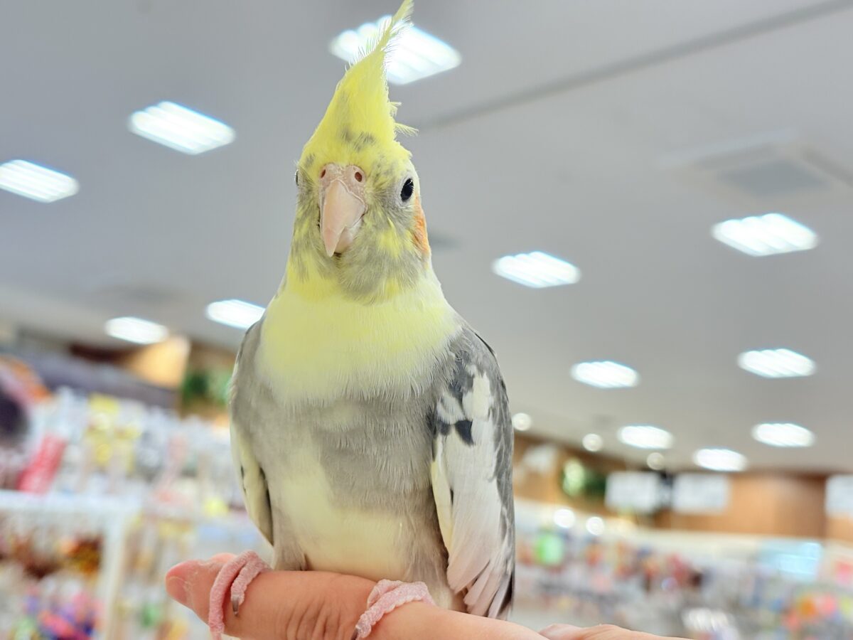 オカメインコ