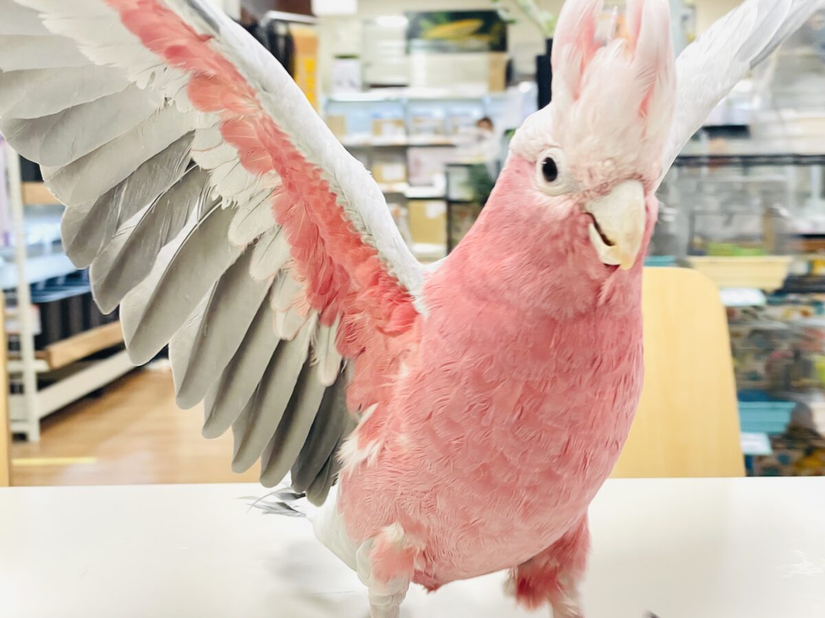 【最新画像】やってきました❣️ピンクの鳥さん💕モモイロインコ(男の子) モモイロインコ