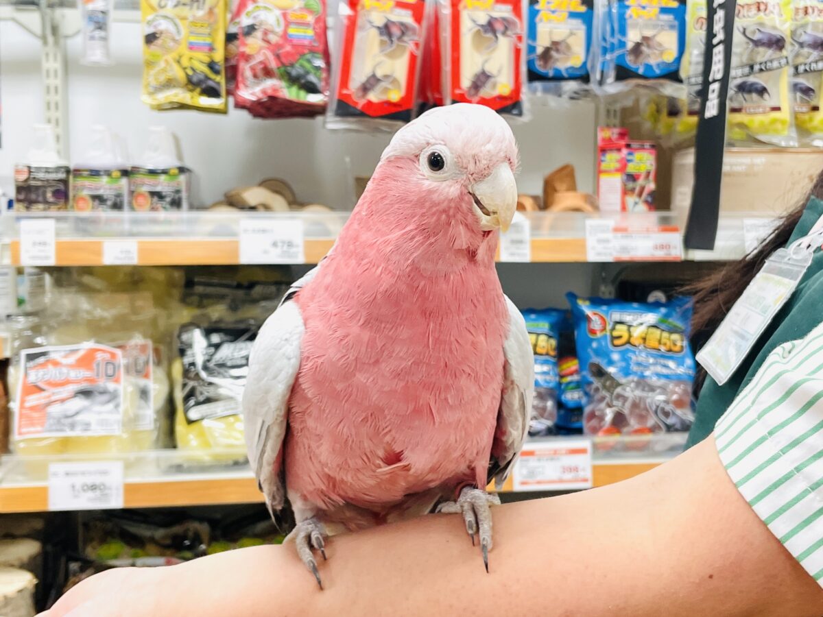 【最新画像】やってきました❣️ピンクの鳥さん💕モモイロインコ(男の子) モモイロインコ