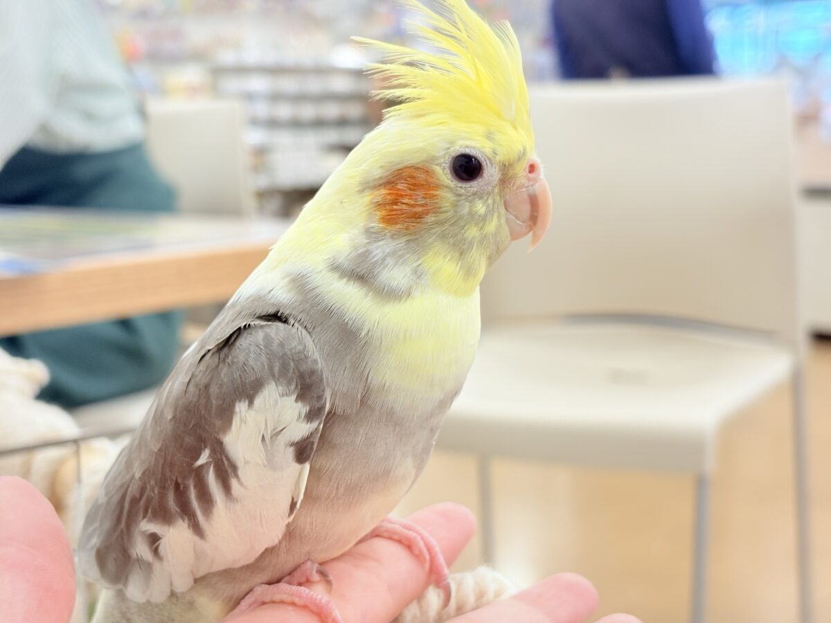 むちっと体型🐥存在感たっぷりです♥オカメインコ(パイド) オカメインコ