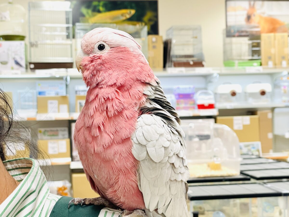 【最新画像】やってきました❣️ピンクの鳥さん💕モモイロインコ(男の子) モモイロインコ