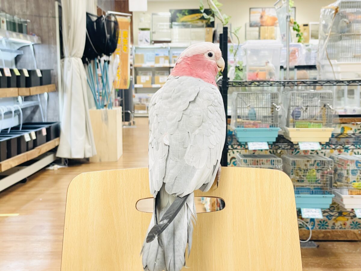 【最新画像】やってきました❣️ピンクの鳥さん💕モモイロインコ(男の子) モモイロインコ