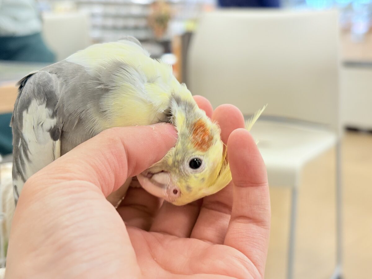 オカメインコ