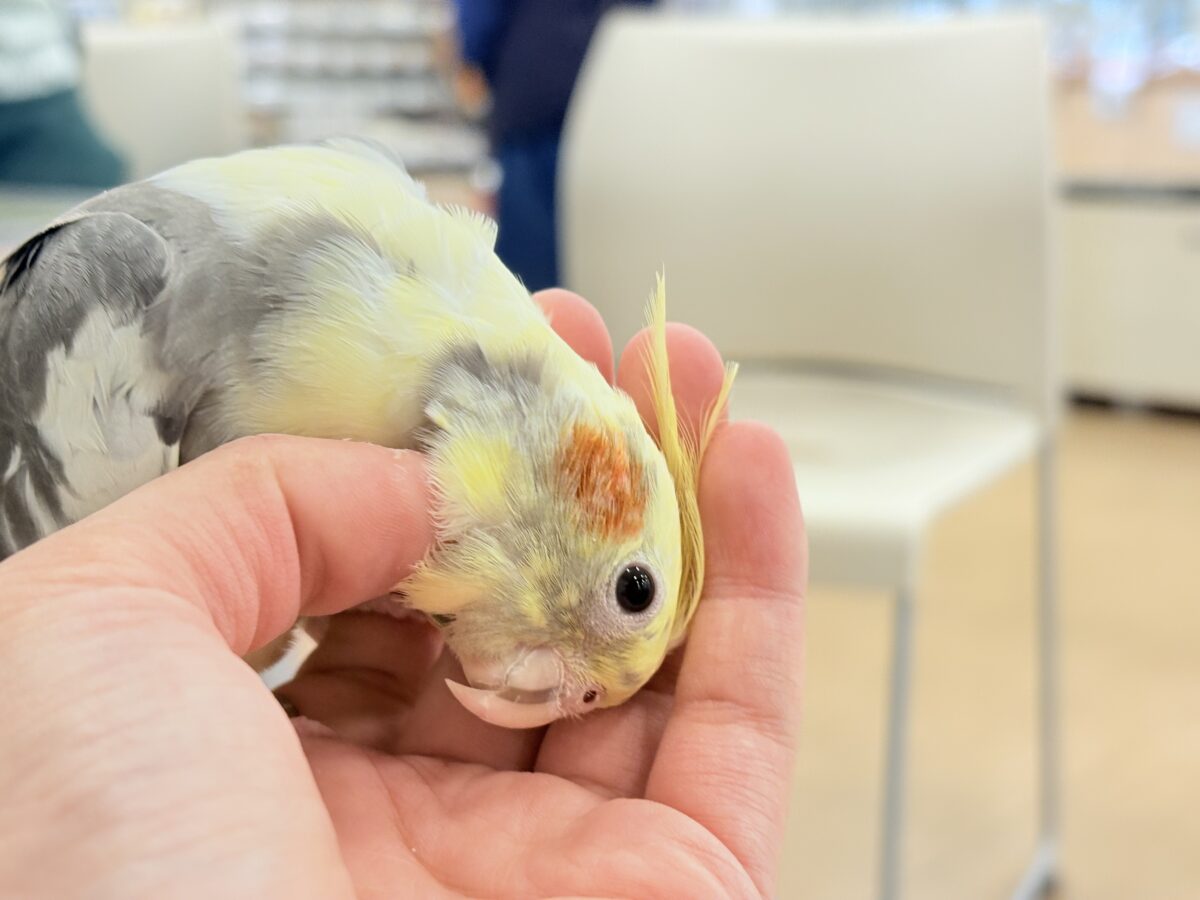むちっと体型🐥存在感たっぷりです♥オカメインコ(パイド) オカメインコ