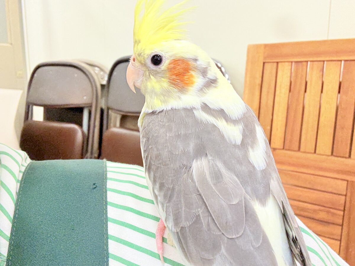 オカメインコ