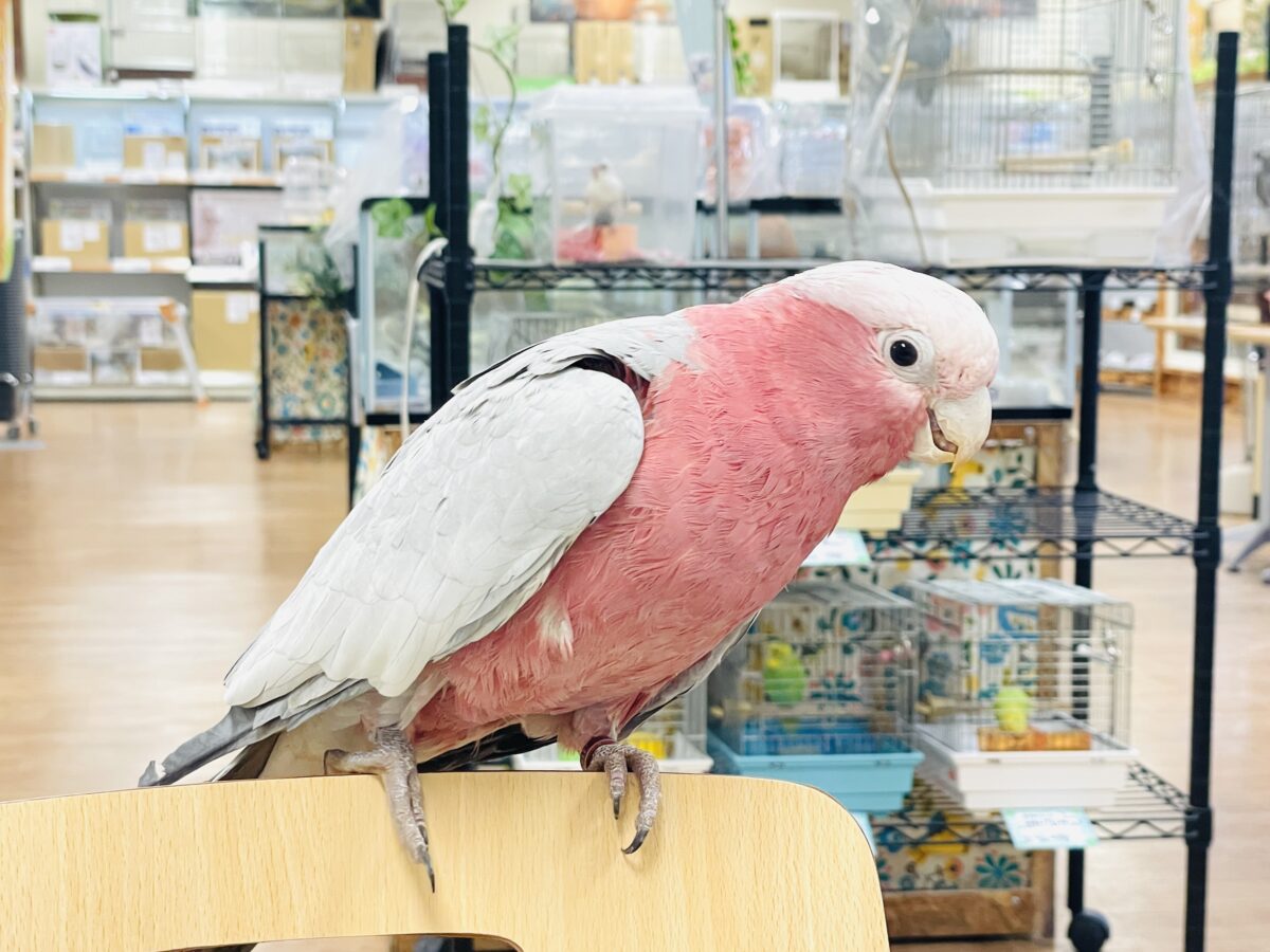 【最新画像】やってきました❣️ピンクの鳥さん💕モモイロインコ(男の子) モモイロインコ