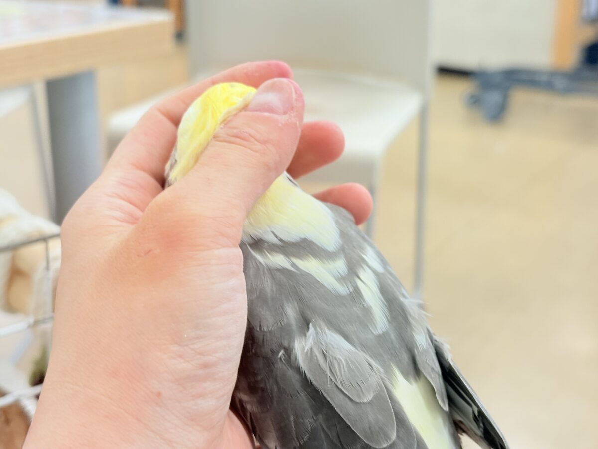 むちっと体型🐥存在感たっぷりです♥オカメインコ(パイド) オカメインコ