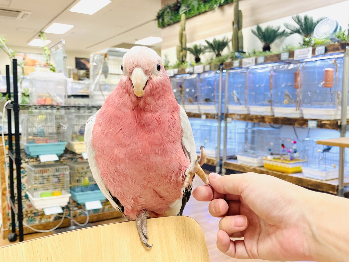 【最新画像】やってきました❣️ピンクの鳥さん💕モモイロインコ(男の子) モモイロインコ