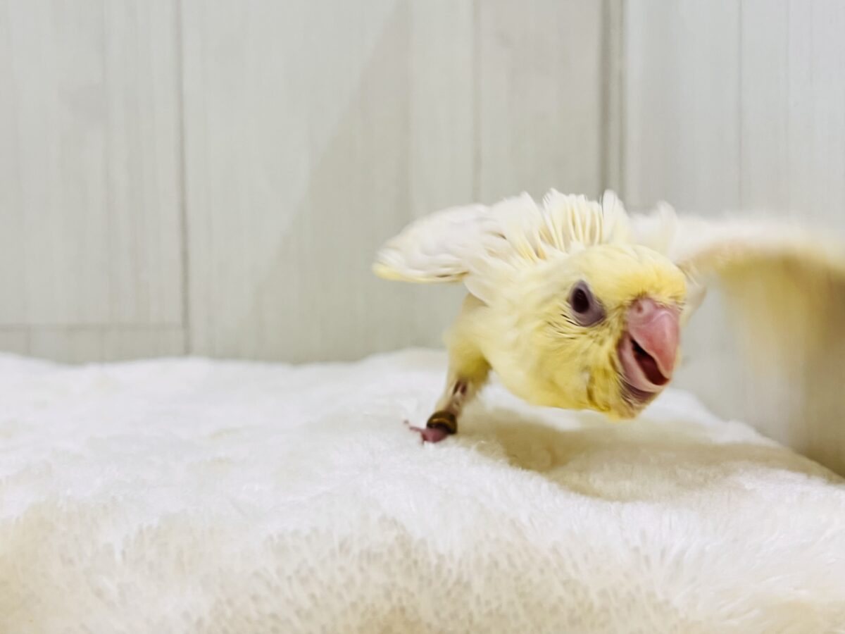 ぴぽぴぽぉ〜💕元気いっぱい‼︎クリームカラーのサザナミインコ💛 サザナミインコ