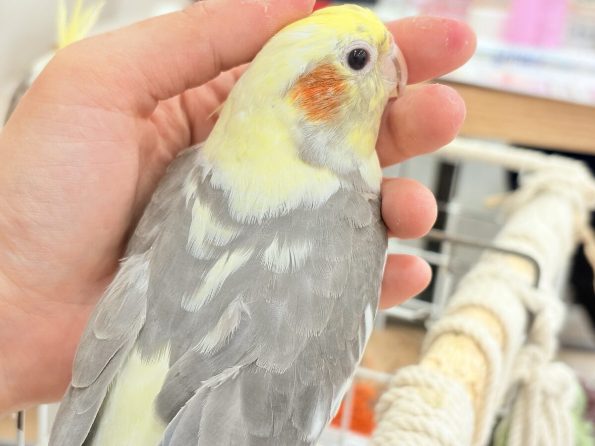 オカメインコ