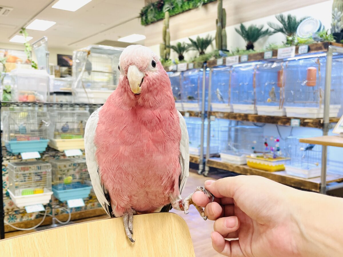 【最新画像】やってきました❣️ピンクの鳥さん💕モモイロインコ(男の子) モモイロインコ