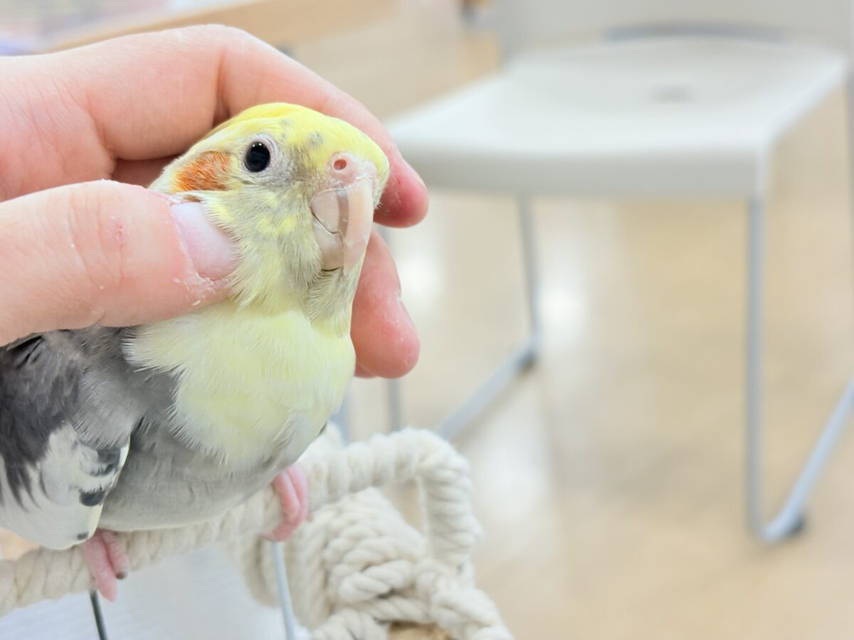 オカメインコ