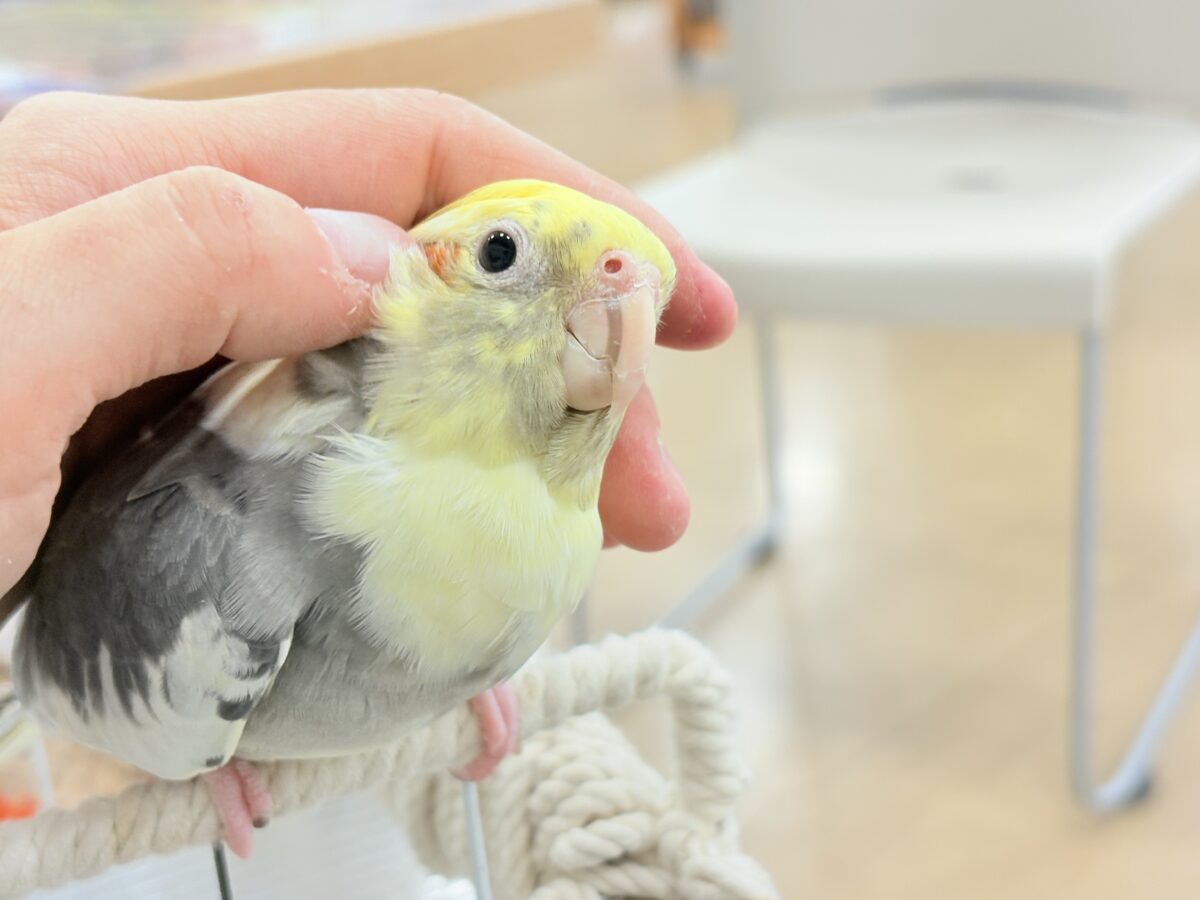 むちっと体型🐥存在感たっぷりです♥オカメインコ(パイド) オカメインコ