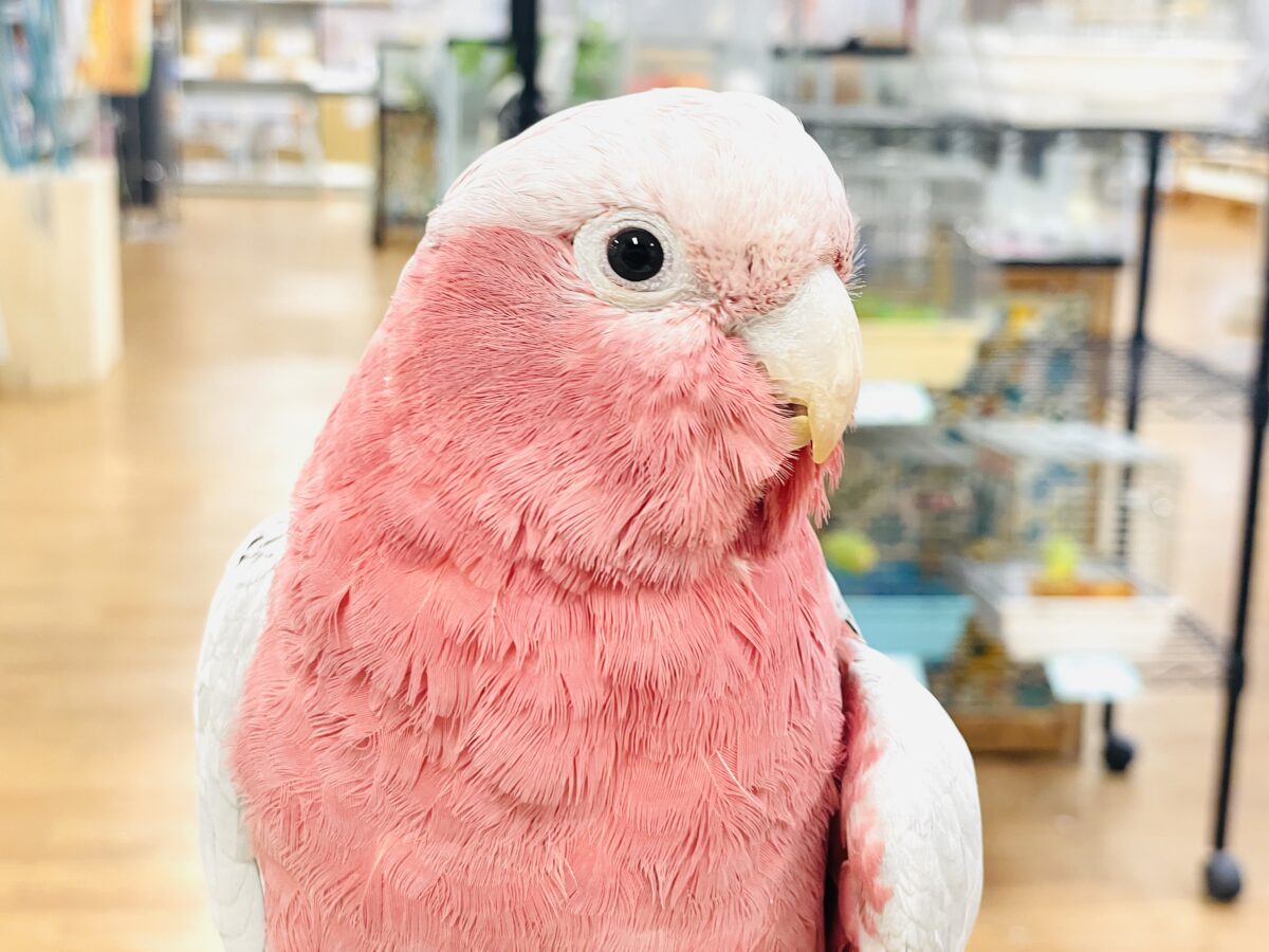 【最新画像】やってきました❣️ピンクの鳥さん💕モモイロインコ(男の子) モモイロインコ