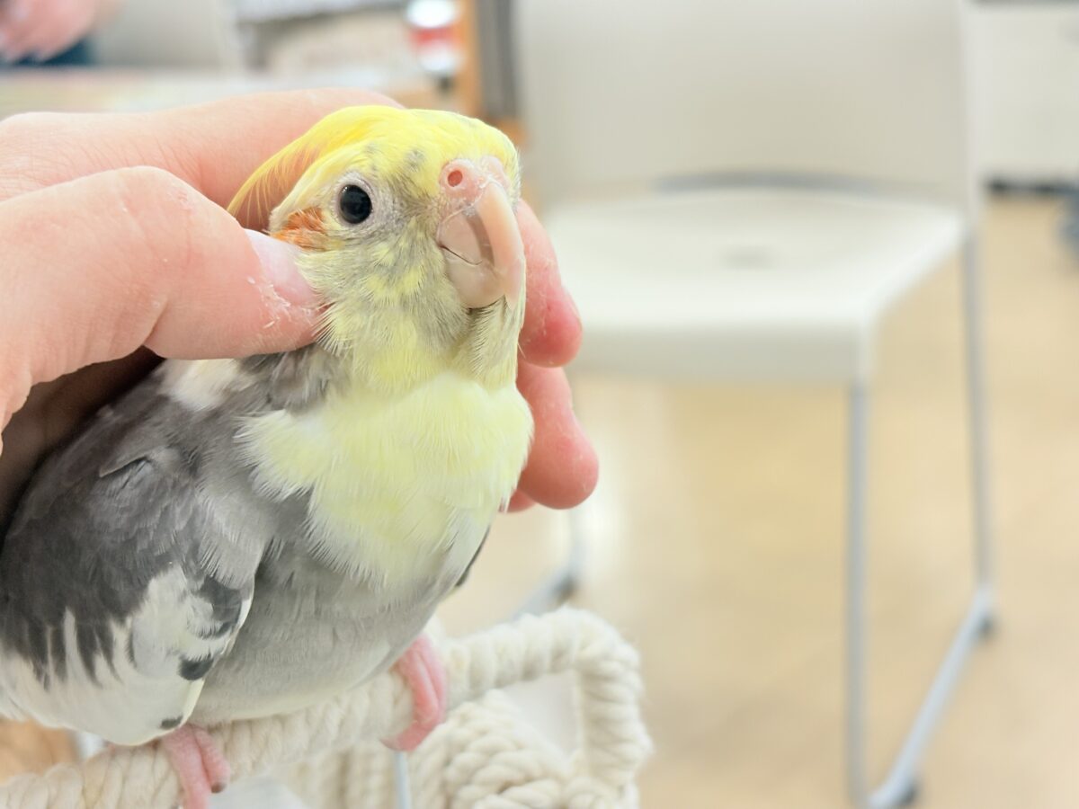 オカメインコ