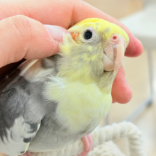 むちっと体型🐥存在感たっぷりです♥オカメインコ(パイド)