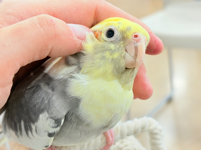 むちっと体型🐥存在感たっぷりです♥オカメインコ(パイド)