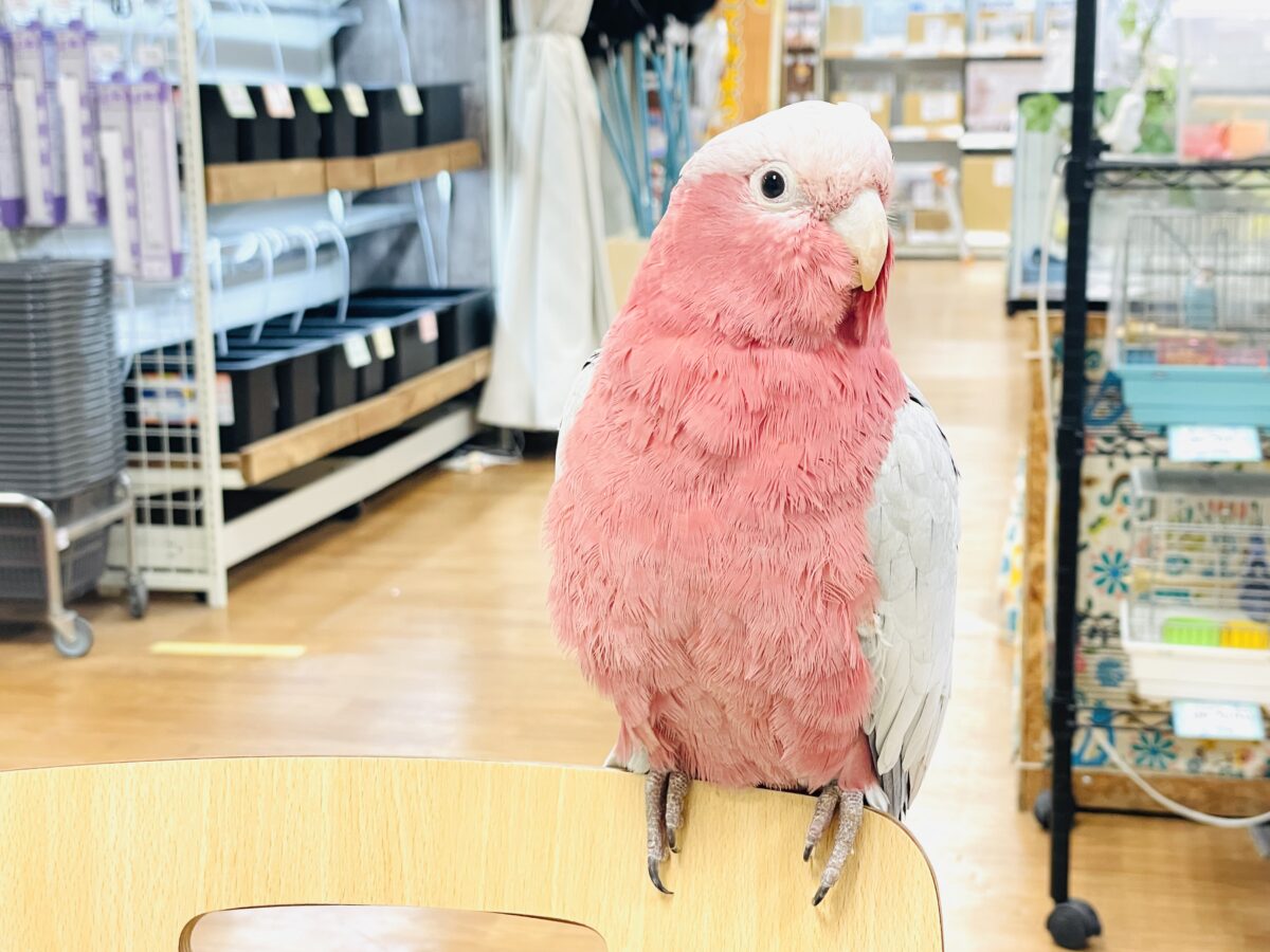 【最新画像】やってきました❣️ピンクの鳥さん💕モモイロインコ(男の子) モモイロインコ